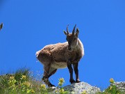 53 Stambecco passa sopra di noi